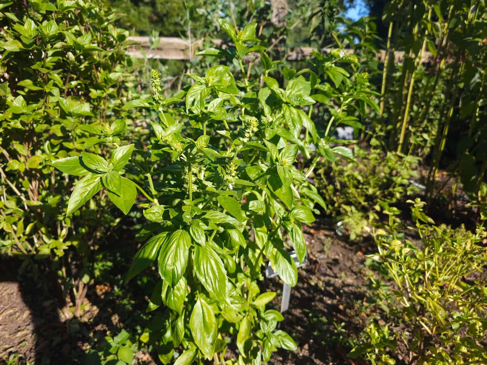 A bushy sweet basil plant with broad green leaves growing in a herb bed