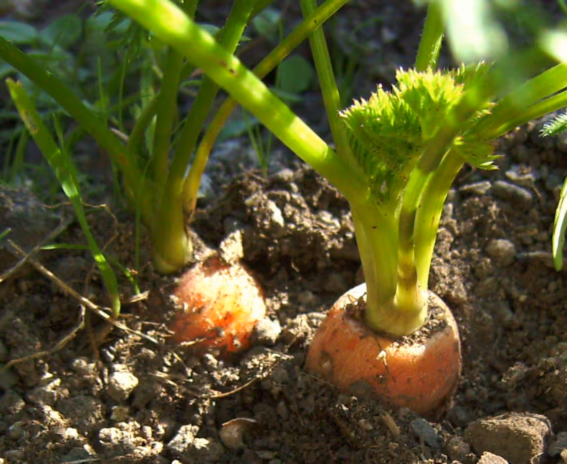 Carrots growing in the ground with orange shoulders showing above the soil
