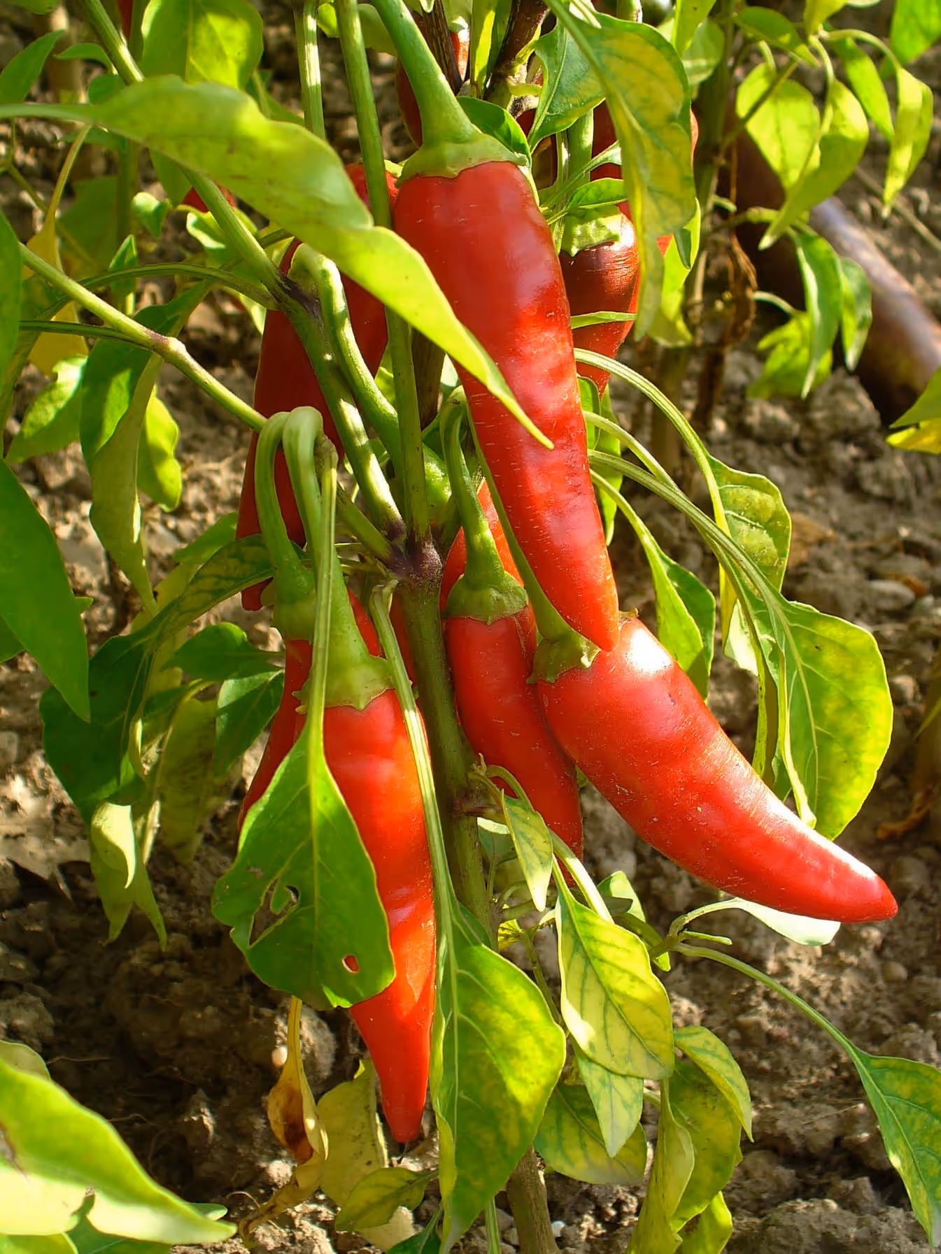 Several long red cayenne chillies ripening on the plant in full sun