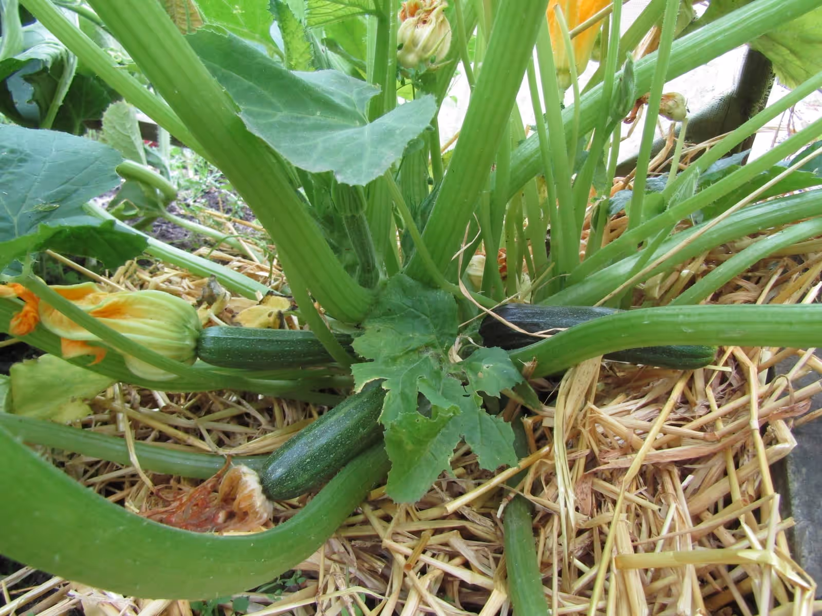 Courgette plant on a straw mulch with a yellow flower and a young green fruit