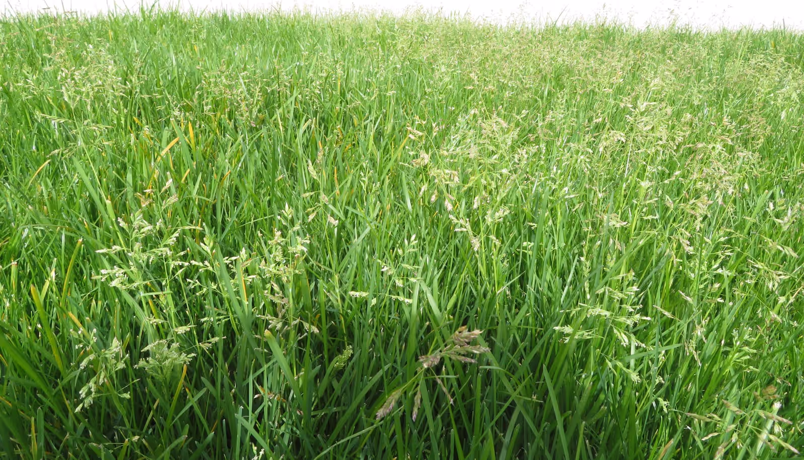 Lawn grass left unmown and running to seed, flower heads catching the light