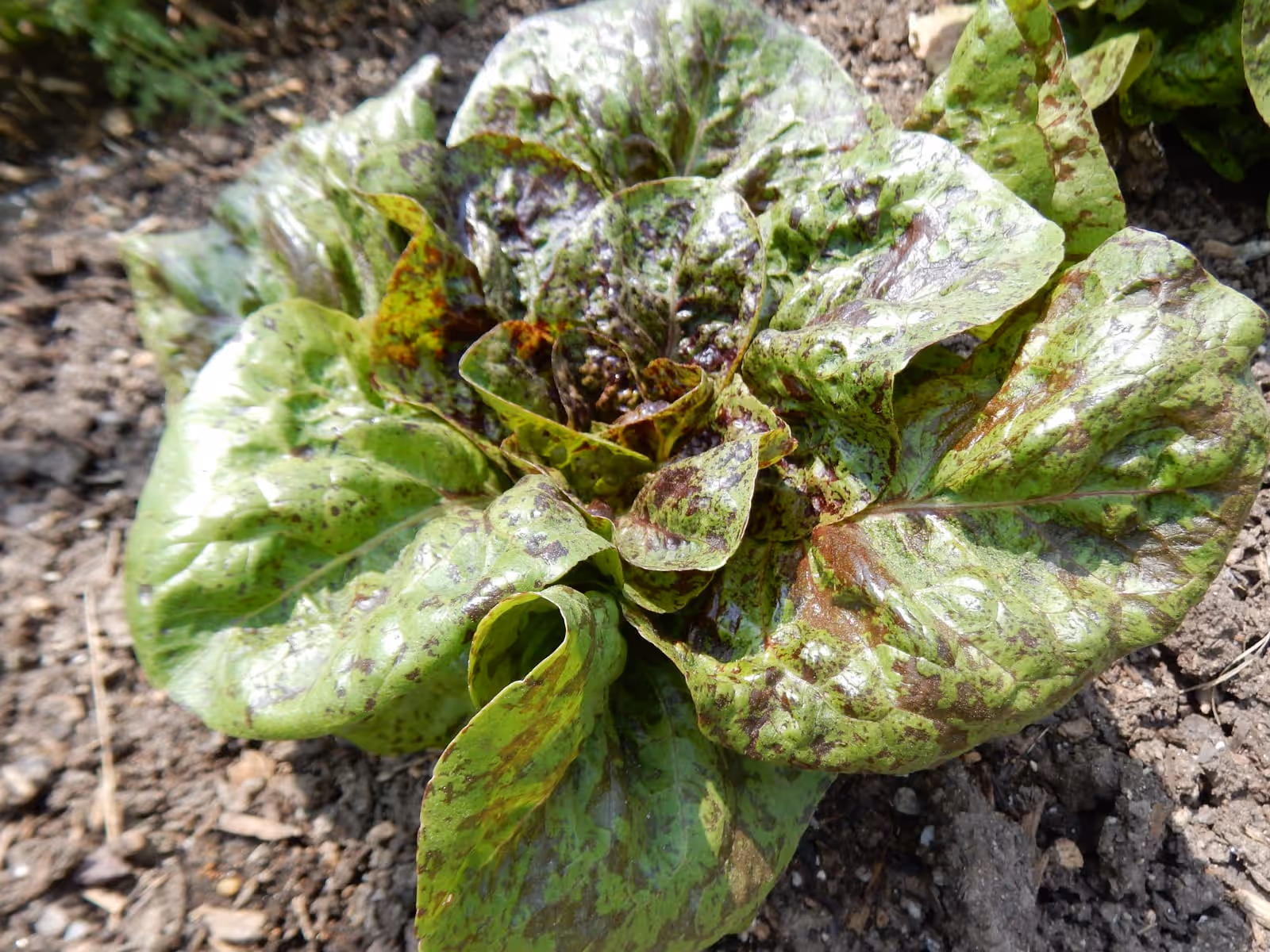 A speckled red and green Forellenschluss lettuce growing in open soil