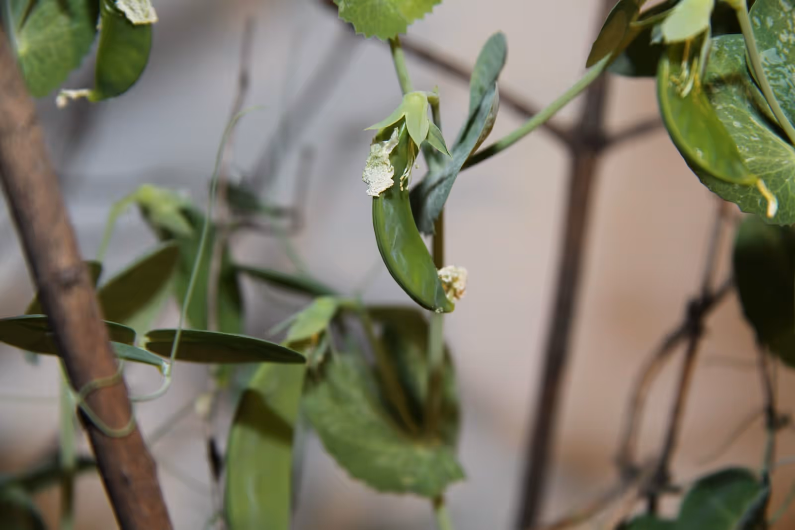 A young pea pod forming on the plant among tendrils and grey green leaves