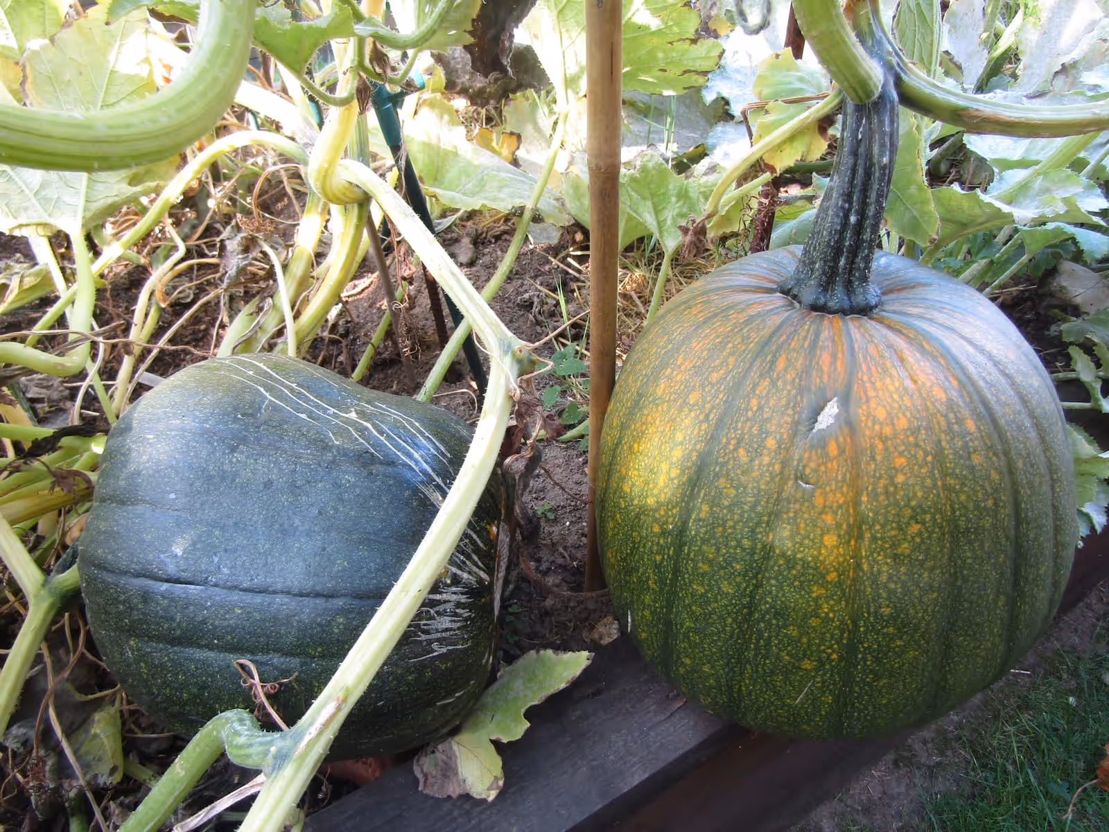 Two pumpkins ripening on the vine, one still green and one turning orange