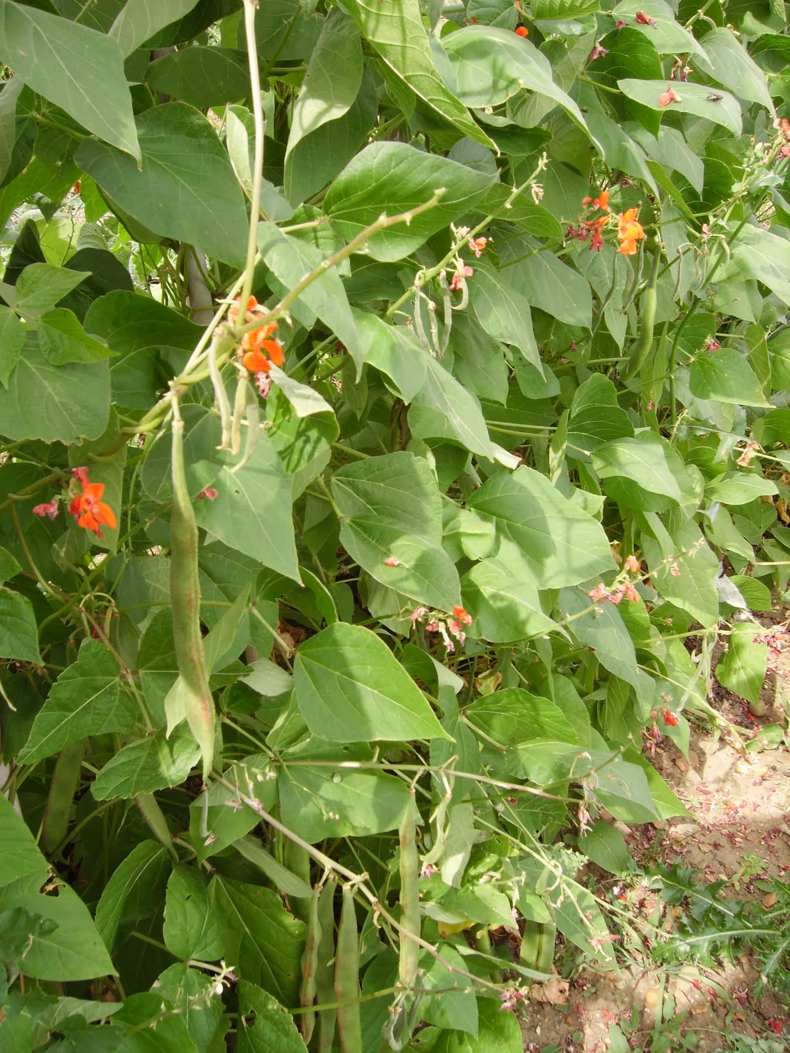 Runner beans climbing a support with scarlet flowers and long green pods