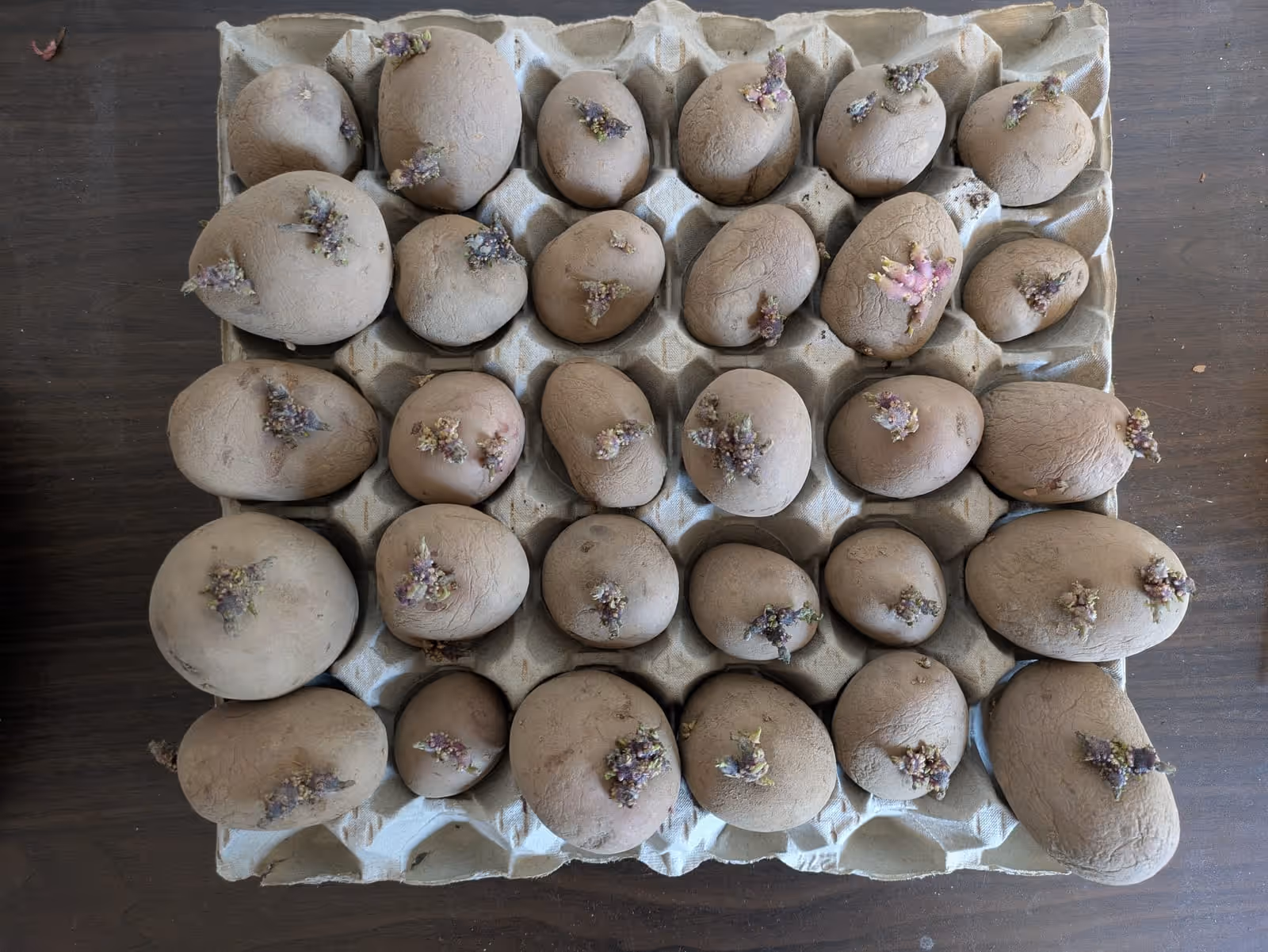 Seed potatoes chitting in an egg tray, short sprouts growing from each tuber