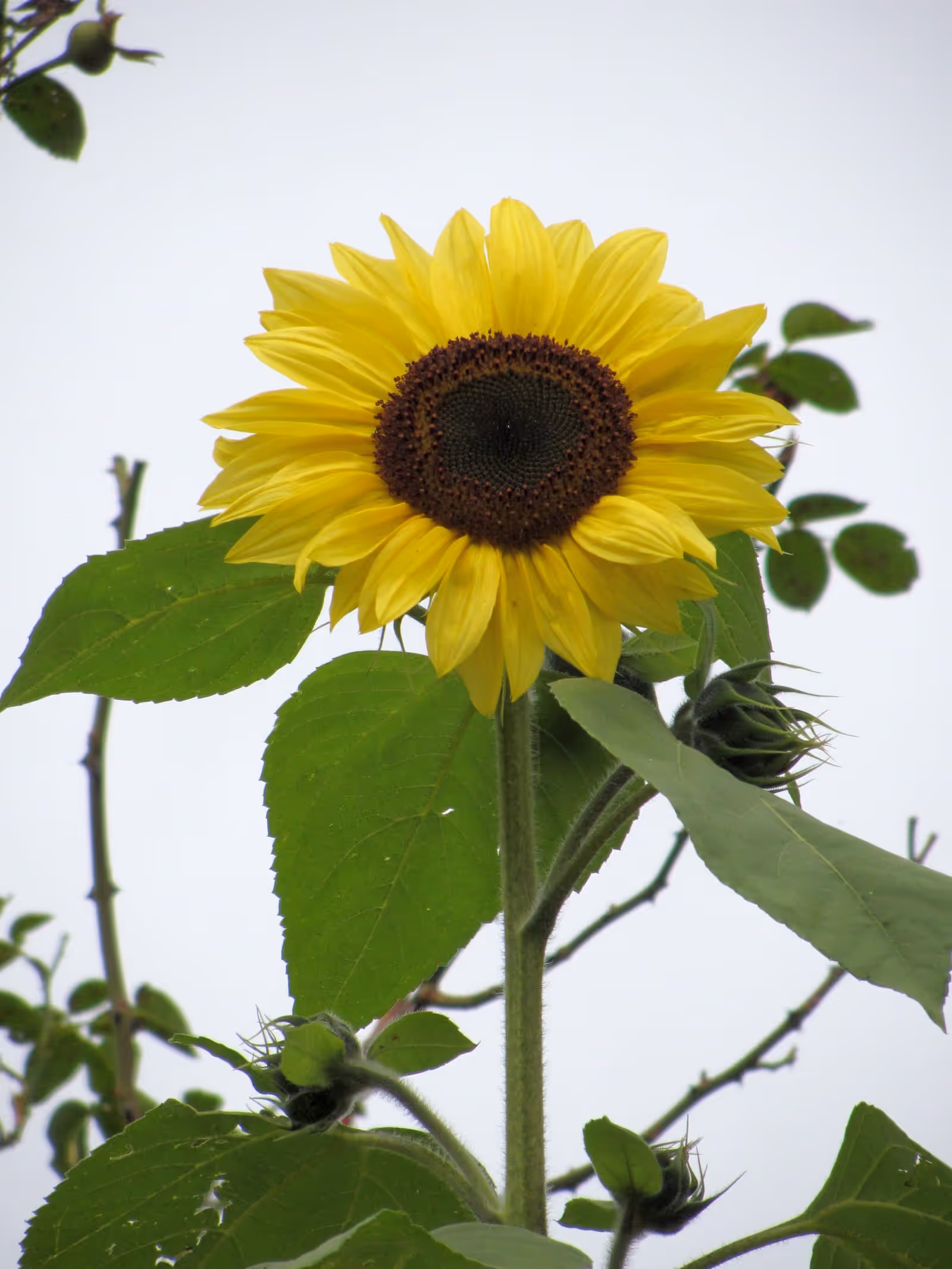 A single yellow sunflower in full bloom with a dark centre, in a back garden