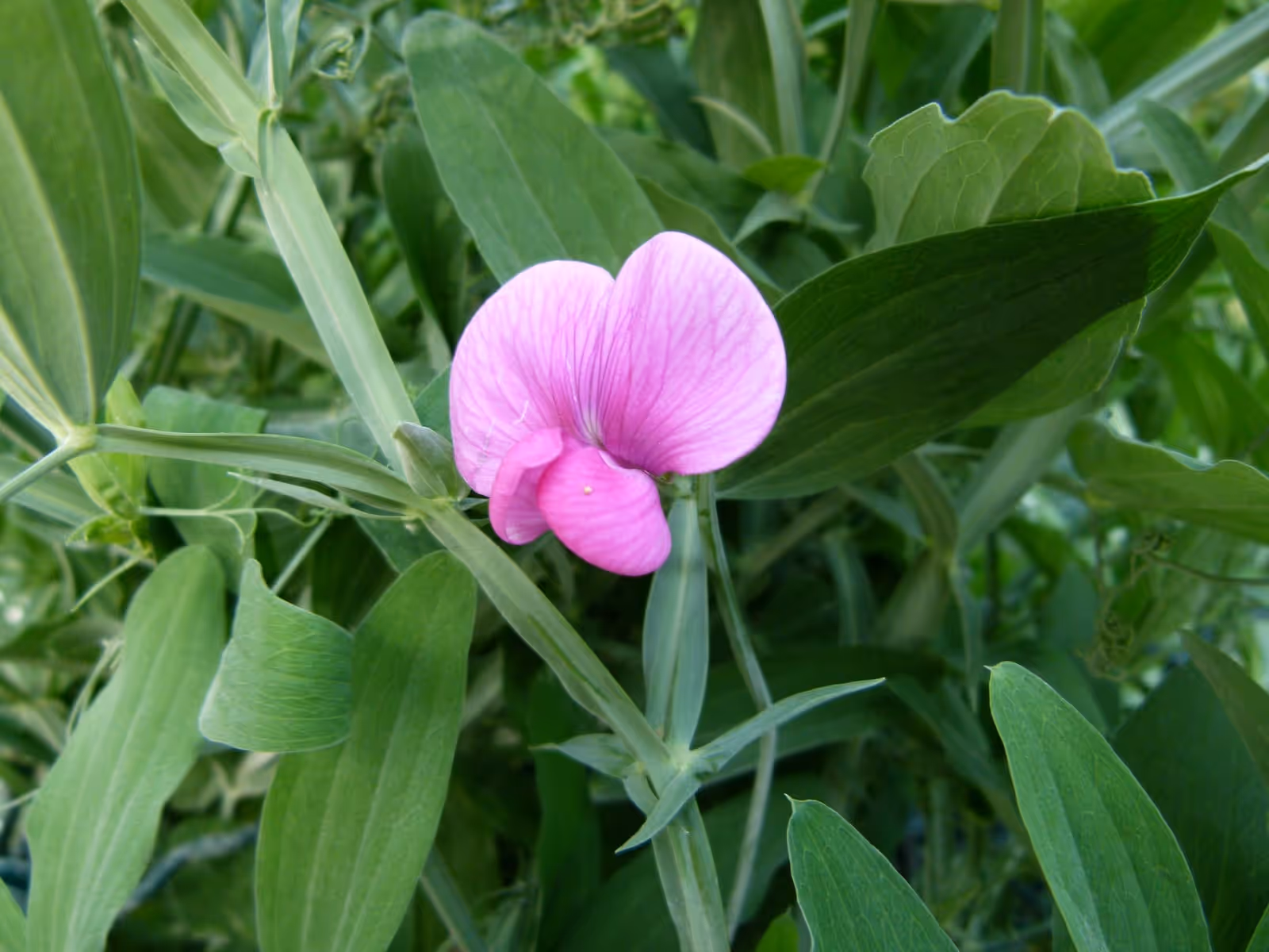 A pink sweet pea flower on a climbing stem with tendrils and pale green leaves
