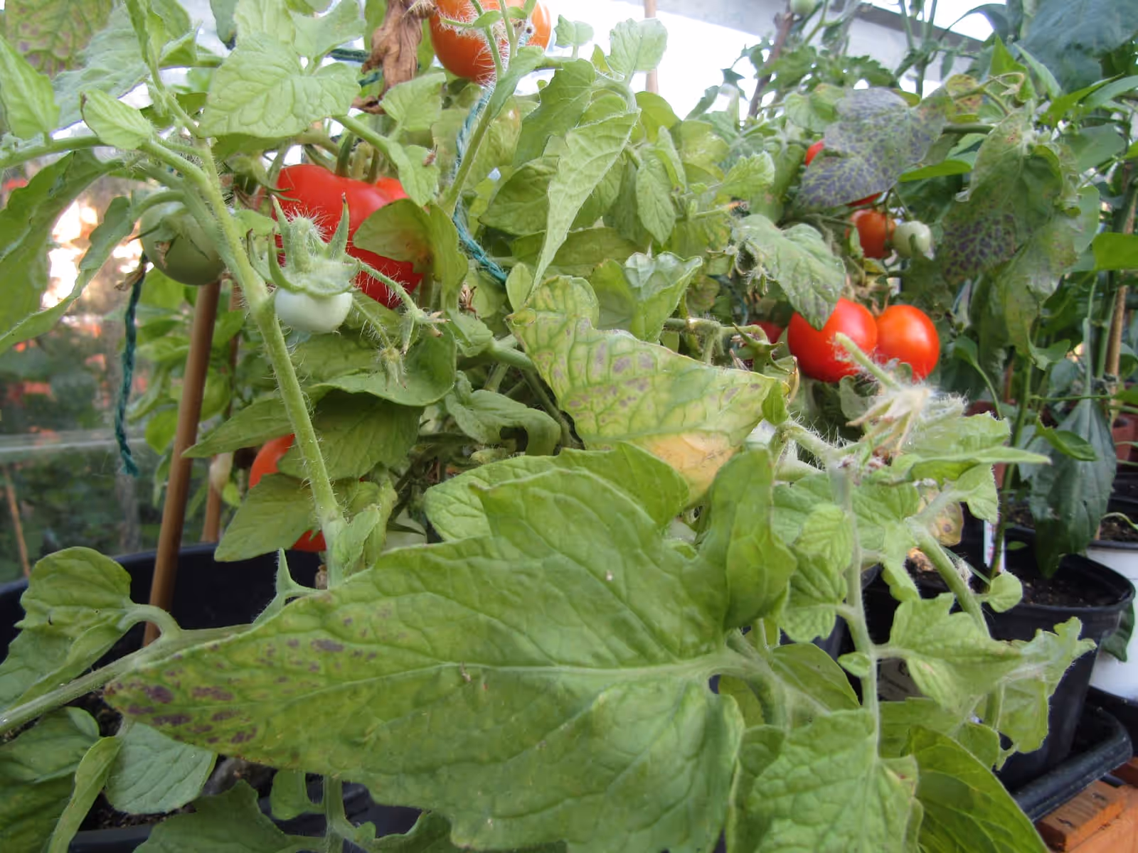 Ripe red tomatoes on a bushy plant staked in a domestic greenhouse