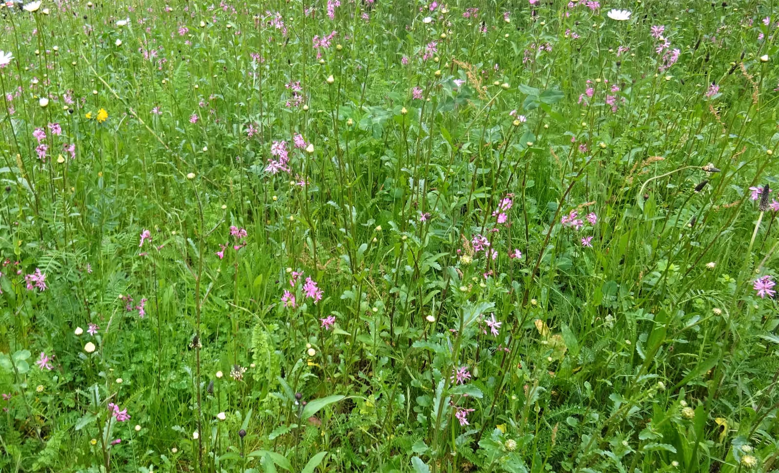 A meadow sown from seed, pink ragged robin flowering through long grass